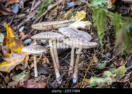Eine Gruppe kleiner weißer Pilze, die aus dem wachsen Waldboden Stockfoto