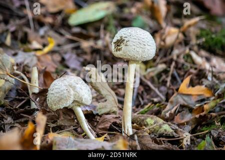 Eine Gruppe kleiner weißer Pilze, die aus dem wachsen Waldboden Stockfoto