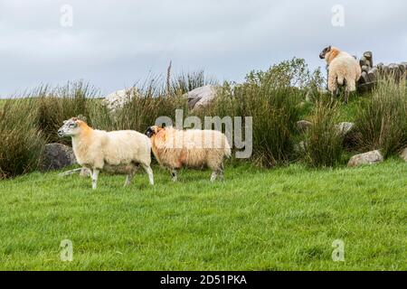 Schafe weiden auf Gras auf einem Feld entlang der Killeen Loop Spaziergänge in der Nähe von Louisburgh, County Mayo, Irland Stockfoto