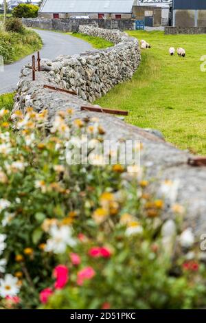 Schafe weiden auf Gras in einem Feld mit Trockenmauern, entlang der Killeen Schleife Spaziergänge in der Nähe von Louisburgh, County Mayo, Irland Stockfoto