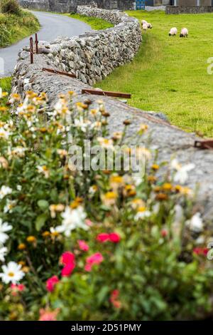 Schafe weiden auf Gras in einem Feld mit Trockenmauern, entlang der Killeen Schleife Spaziergänge in der Nähe von Louisburgh, County Mayo, Irland Stockfoto