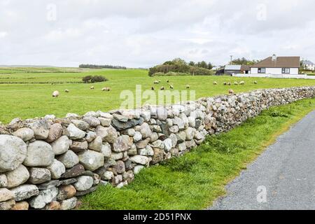 Schafe weiden auf Gras in einem Feld mit Trockenmauern, entlang der Killeen Schleife Spaziergänge in der Nähe von Louisburgh, County Mayo, Irland Stockfoto