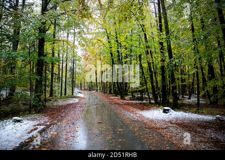 Straße durch Wald im Herbst mit wenig Neuschnee Stockfoto