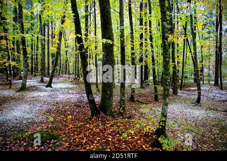 Wald im Herbst mit wenig Neuschnee Stockfoto