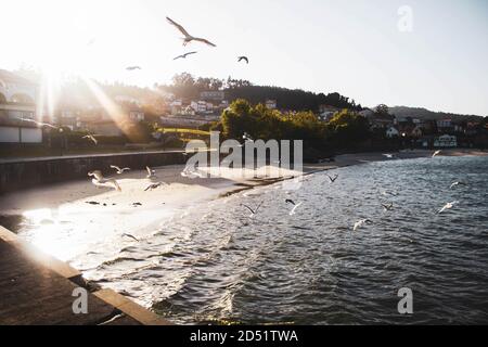 Möwen fliegen am Strand gegen Dorfhäuser und Sonnenuntergang Stockfoto