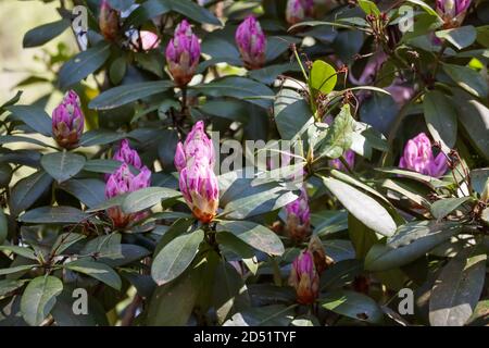 Rosafarbene Knospen auf einem Rhododendron-Busch Stockfoto