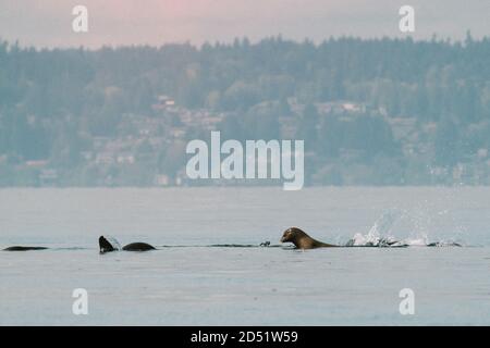 Ein Floß Seelöwen schwimmen zusammen in Puget Sound Stockfoto