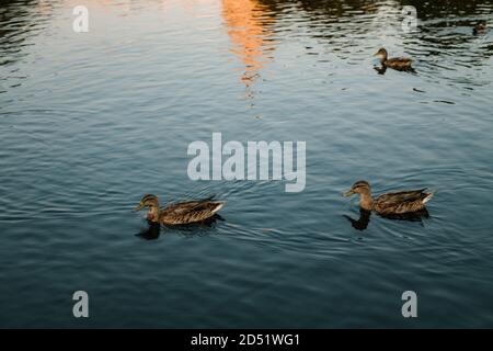 Enten schwimmen im blauen Wasser im reflektierenden Pool Stockfoto