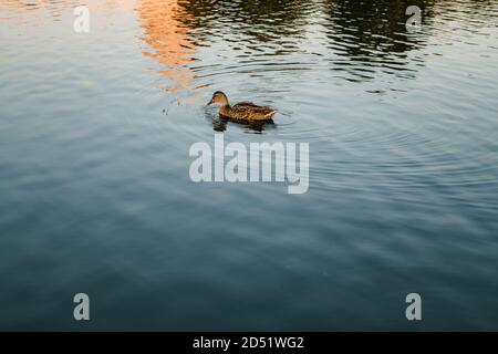 Entenschwimmen im reflektierenden Pool vor dem GEBÄUDE DES US Capitol Stockfoto