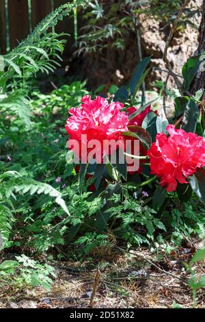 Ein tief hängender Rhododendronzweig, der mit Blumen bedeckt ist Stockfoto