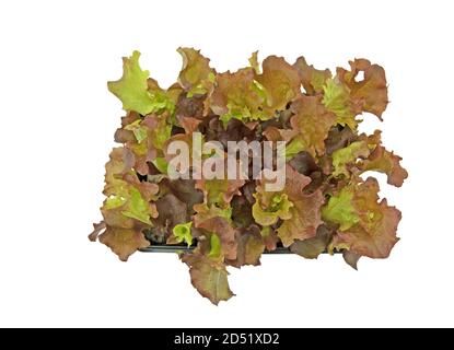 Pflücken Sie Salat, junge Pflanzen vor weißem Hintergrund Stockfoto