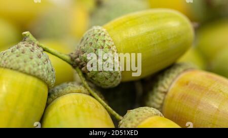 Früchte der Pedunculate oak, Quercus robur L., im Herbst Stockfoto
