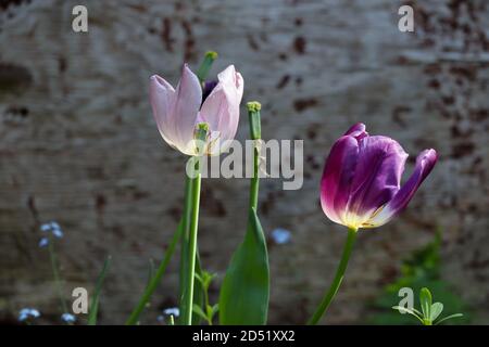 Zwei rosa und lila Tulpen im späten Frühjahr Stockfoto