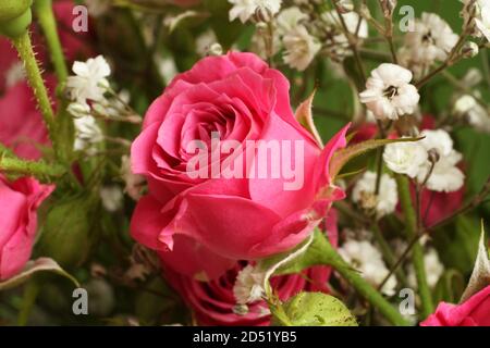 Bouquet von kleinen rosa Rosen auf einem grünen Hintergrund. Nahaufnahme Stockfoto