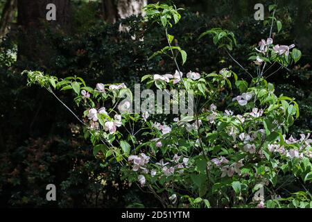 Zarte rosa Blüten auf dünnen Ästen aus Dogwood Stockfoto