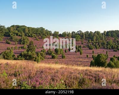 Landschaft in der Lüneburger Heide bei voller Blüte, Niedersachsen, Deutschland Stockfoto