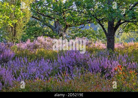 Landschaft in der Lüneburger Heide bei voller Blüte, Niedersachsen, Deutschland Stockfoto