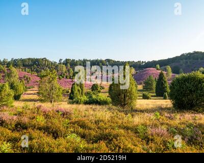 Landschaft in der Lüneburger Heide bei voller Blüte, Niedersachsen, Deutschland Stockfoto