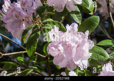Blass weiß und rosa Rhododendron wächst mit Biene auf der Suche nach Pollen Stockfoto