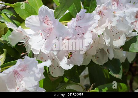 Blass weiß und rosa Rhododendron wächst mit Biene auf der Suche nach Pollen Stockfoto