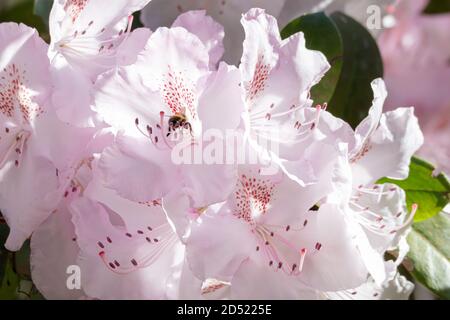Blass weiß und rosa Rhododendron wächst mit Biene auf der Suche nach Pollen Stockfoto