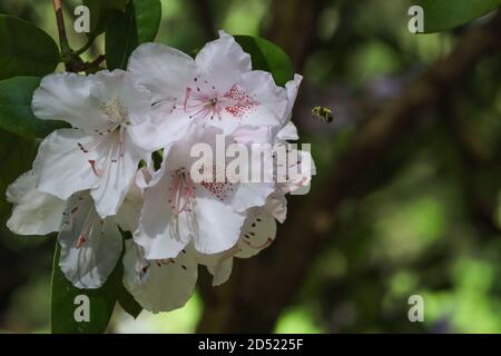 Blass weiß und rosa Rhododendron wächst mit Biene auf der Suche nach Pollen Stockfoto