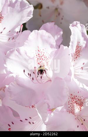 Blass weiß und rosa Rhododendron wächst mit Biene auf der Suche nach Pollen Stockfoto