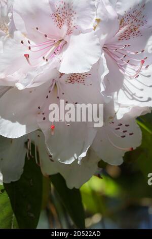 Blass weiß und rosa Rhododendron wächst mit Biene auf der Suche nach Pollen Stockfoto