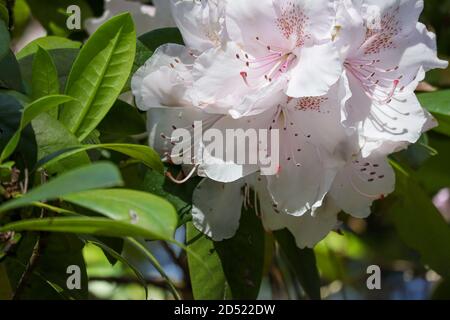 Blass weiß und rosa Rhododendron wächst mit Biene auf der Suche nach Pollen Stockfoto