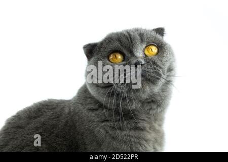 Scottish Fold Katze, 9,5 Monate alt, sitzt vor weißem Hintergrund Stockfoto
