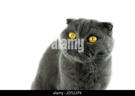 Scottish Fold Katze, 9,5 Monate alt, sitzt vor weißem Hintergrund Stockfoto