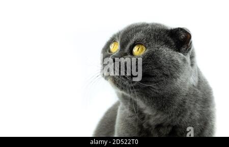 Scottish Fold Katze, 9,5 Monate alt, sitzt vor weißem Hintergrund Stockfoto
