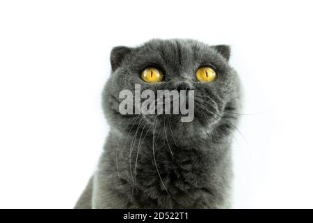 Scottish Fold Katze, 9,5 Monate alt, sitzt vor weißem Hintergrund Stockfoto