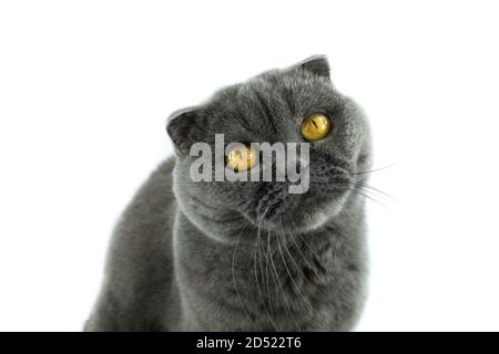 Scottish Fold Katze, 9,5 Monate alt, sitzt vor weißem Hintergrund Stockfoto