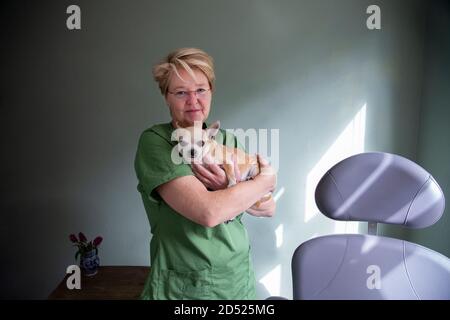 Eine Ärztin, die einen kleinen chihuahua in ihrem Büro hält Stockfoto