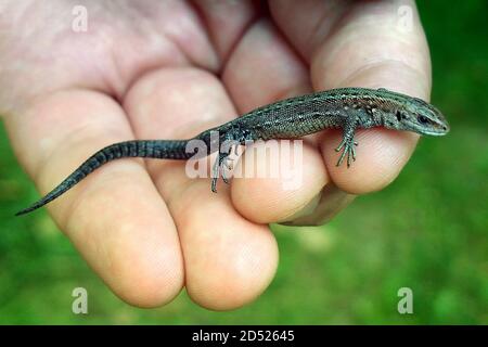 Eine kleine Eidechse in den Händen gegen das Gras. Wild Reptile Nahaufnahme von Mann gehalten Stockfoto