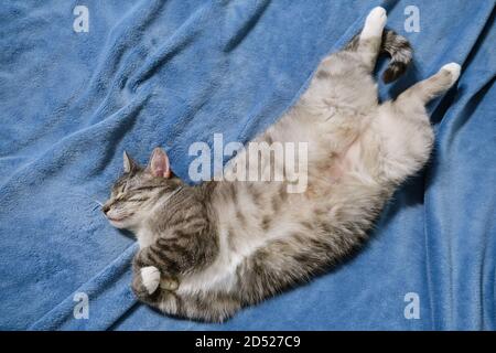 ? at schläft Bauch auf einem blauen Bett Stockfoto