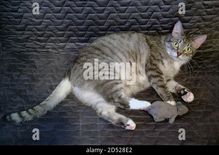 Verängstigte Katze spielt mit einem Spielzeug grauen Maus, gefangen aus der Wache Stockfoto