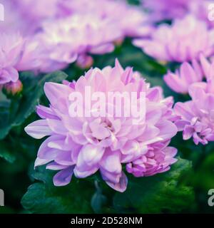 Chrysanthemen manchmal auch als Mütter oder chrysanthen, sind blühende Pflanzen der Gattung Chrysantheme in der Familie Asteraceae. Sie sind in Asien heimisch Stockfoto