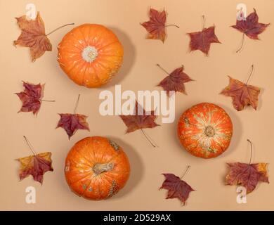 Herbst flach Lay Zusammensetzung. Blick oben auf getrocknete Ahornblätter und orangefarbene Kürbisse auf pastellbeigem Hintergrund. Stockfoto