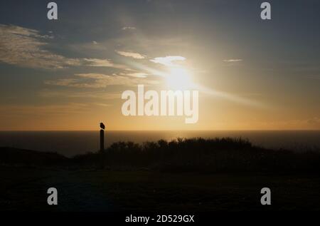 Ein Blick auf eine einzelne Krähe mit Blick über den Ärmelkanal bei Sonnenaufgang von Beachy Head, Eastbourne, Sussex, England, Großbritannien. Stockfoto
