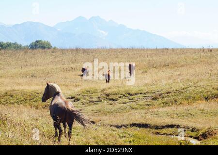 Pferde grasen im Herbst in der Nähe des Berges auf der Alm. Stockfoto