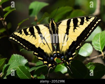 Schöner gelber Schwalbenschwanzschmetterling, der auf grünen Blättern ruht Stockfoto