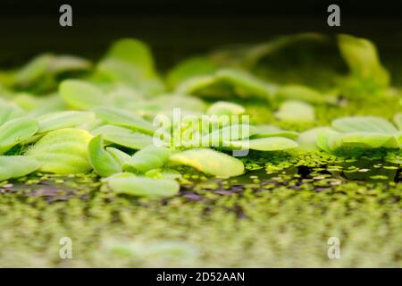 Pistia ist eine Gattung von Wasserpflanzen in der Familie Arum, Araceae. Die einzige Art, die sie umfasst, Pistia stratiotes, wird oft als Wasserkohl, wat Stockfoto