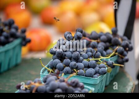 Blaubeere auf einem Bauernmarkt ausgestellt Stockfoto