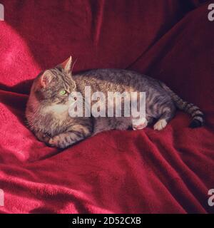 Die Katze sitzt auf einer roten Decke in der Sonne. Hauskatze mit grünen Augen sieht nachdenklich aus Stockfoto