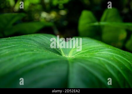 Colocasia Esculenta o Kachupata, die Vitamin A reines Gemüse enthalten Stockfoto