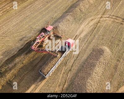 Drohnenansicht eines Traktors, der Zuckerrüben in einen LKW in der Mitte eines Feldes lädt. Landwirtschaftliche Arbeit. Zuckerrübenernte Stockfoto