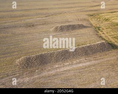 Blick von der Drohne auf einen großen Rübenhaufen auf dem Feld. Ernte im Herbst. Agrarindustrie Stockfoto