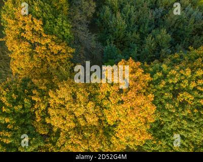 Drohne Blick auf bunte Herbstbäume im Wald. Schöner Herbstwald Draufsicht Stockfoto
